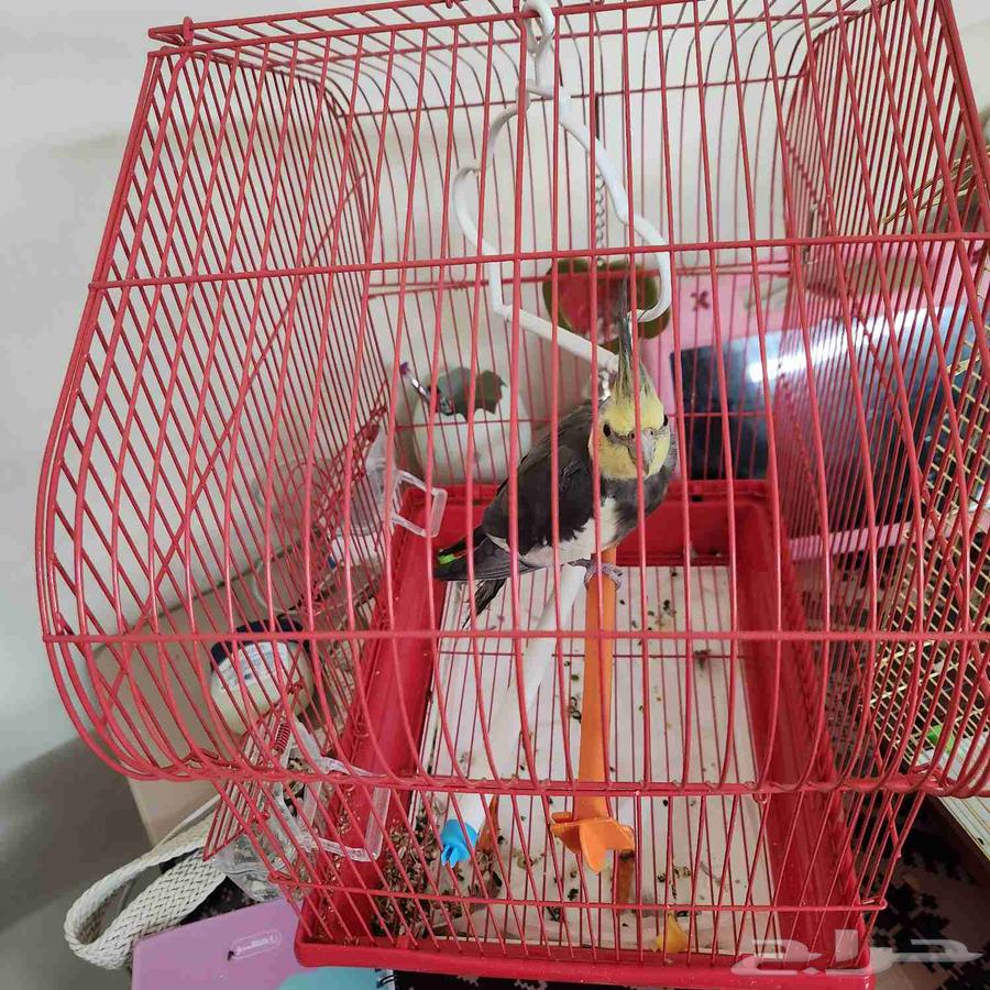 للبيع كروان شبه اليف64407419915906110