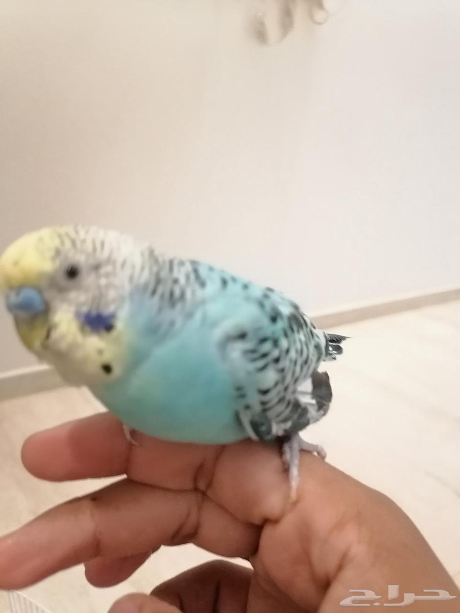 للبيع جوز طير البابجي أليف64410827066113111