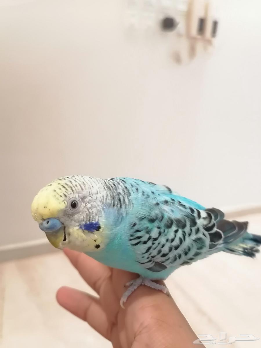 للبيع جوز طير البابجي أليف64410827066113112