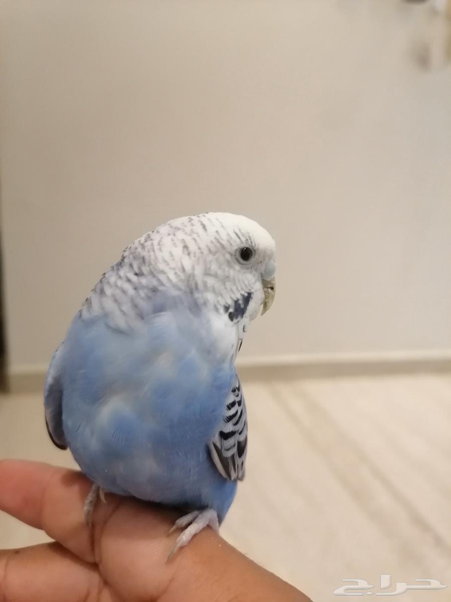 للبيع جوز طير البابجي أليف64410827066113114