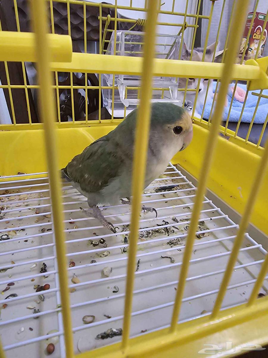 للبيع ب 80 ريال64410987938049111