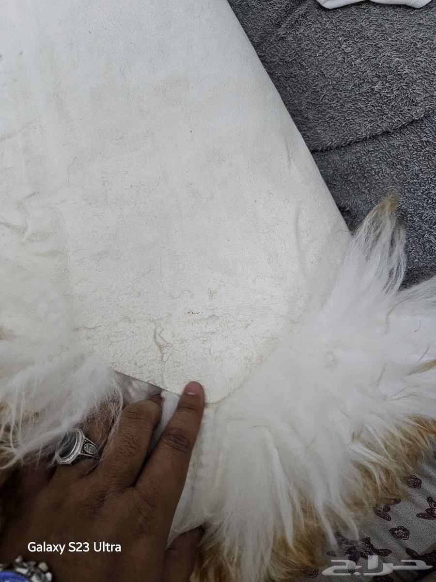 تلبيسه فرو الاصلي للسائق فقط64406485957378110