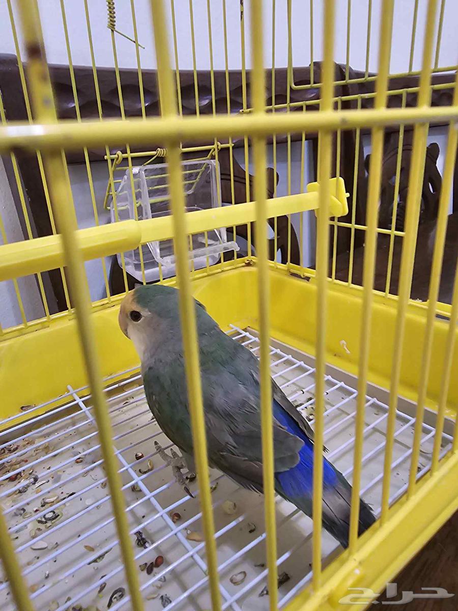 للبيع ب 80 ريال64410987938049110