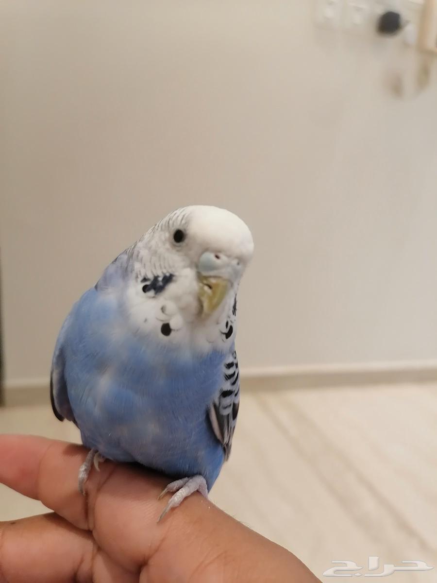 للبيع جوز طير البابجي أليف64410827066113113