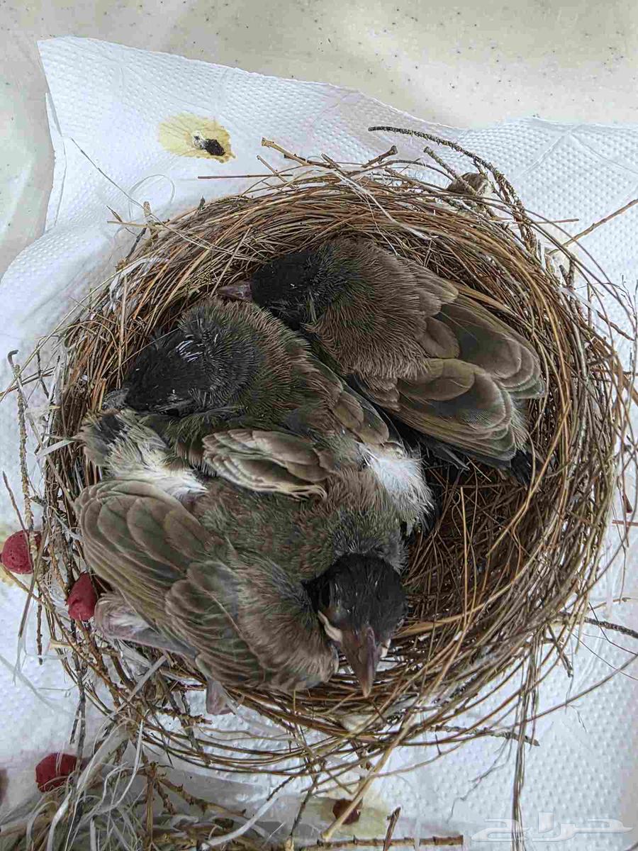 فروخ كشميري احجام قنابل ماشاءالله 350الحبه64407642662145110