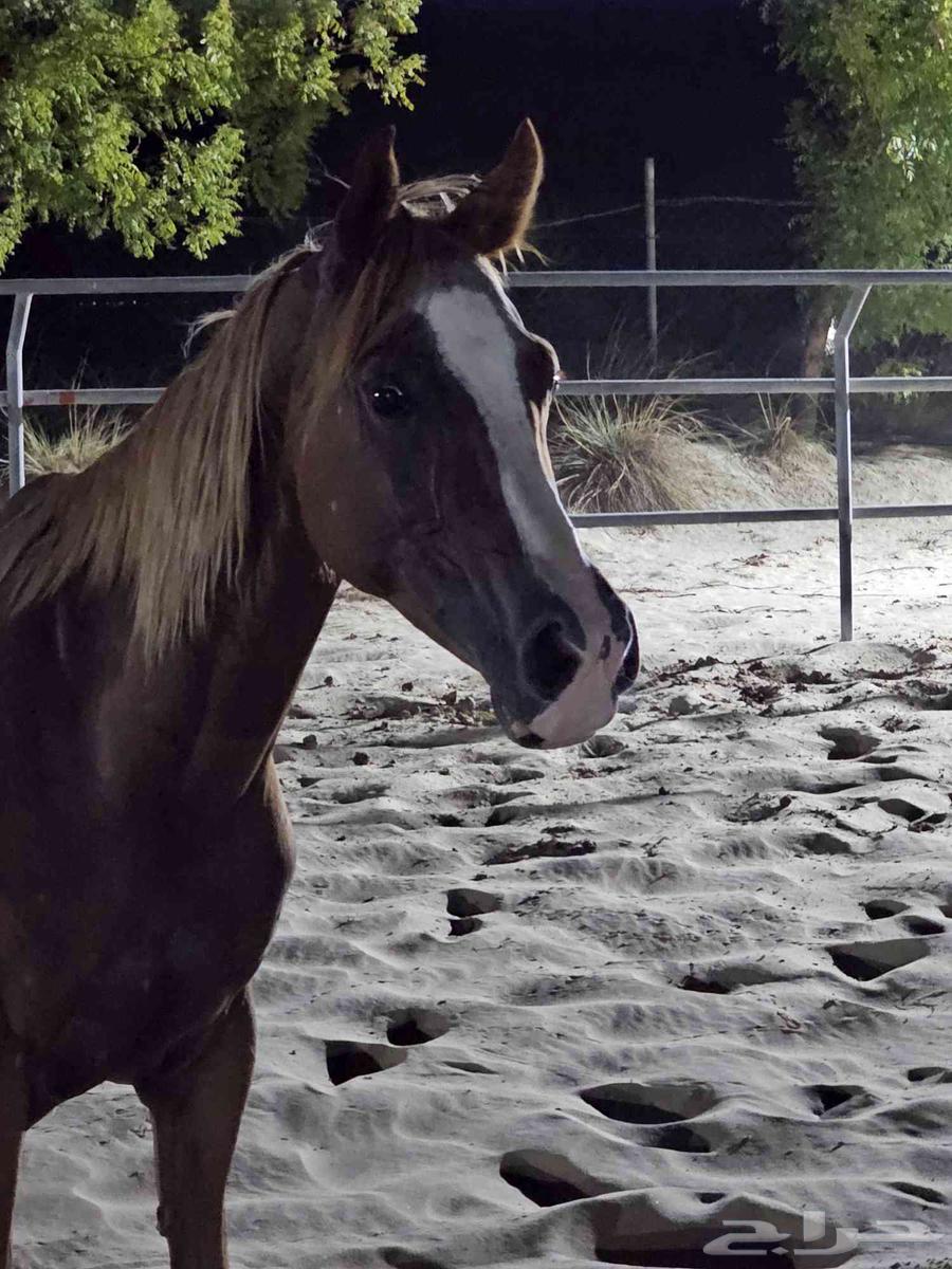 فرس جزيرية عبيه64408230497411110