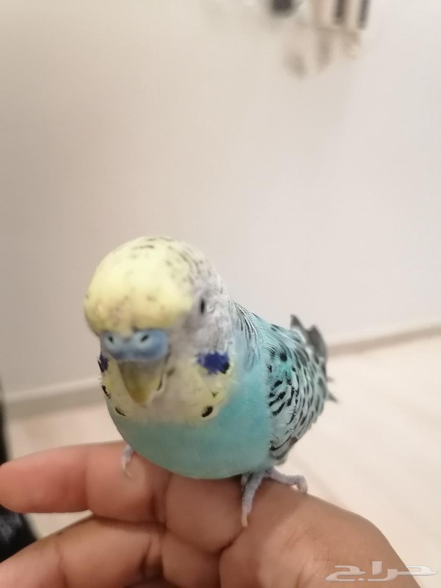 للبيع جوز طير البابجي أليف64410827066113110