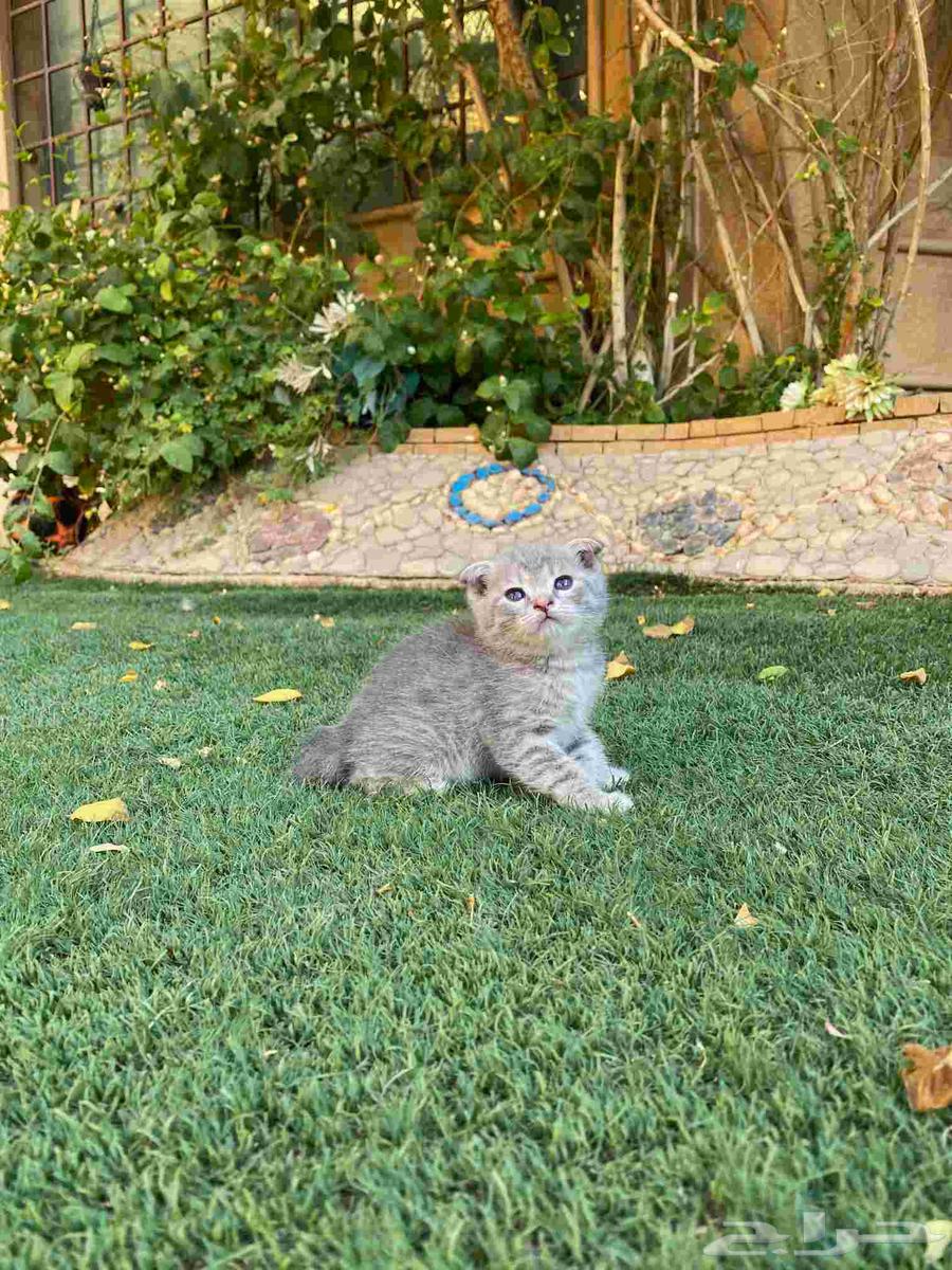 سكوتش فولد مطعمين للبيع فقط لايوجد تبني64409769030531113