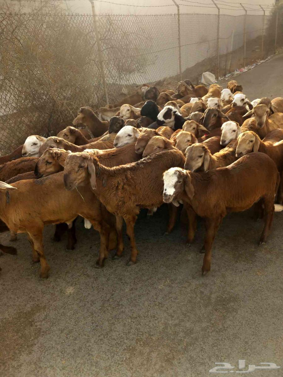 طليان سواكني حمري64406235016963113