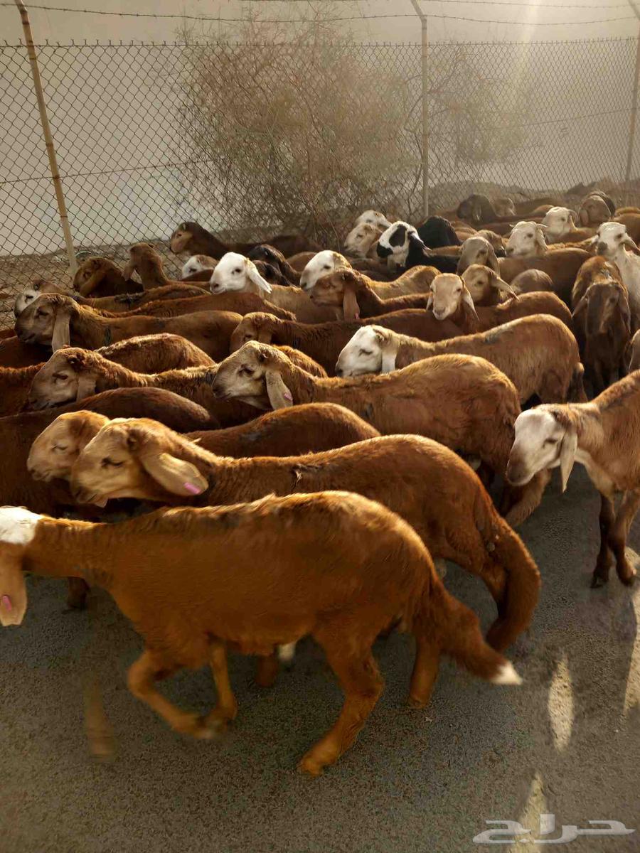 طليان سواكني حمري64406235016963114