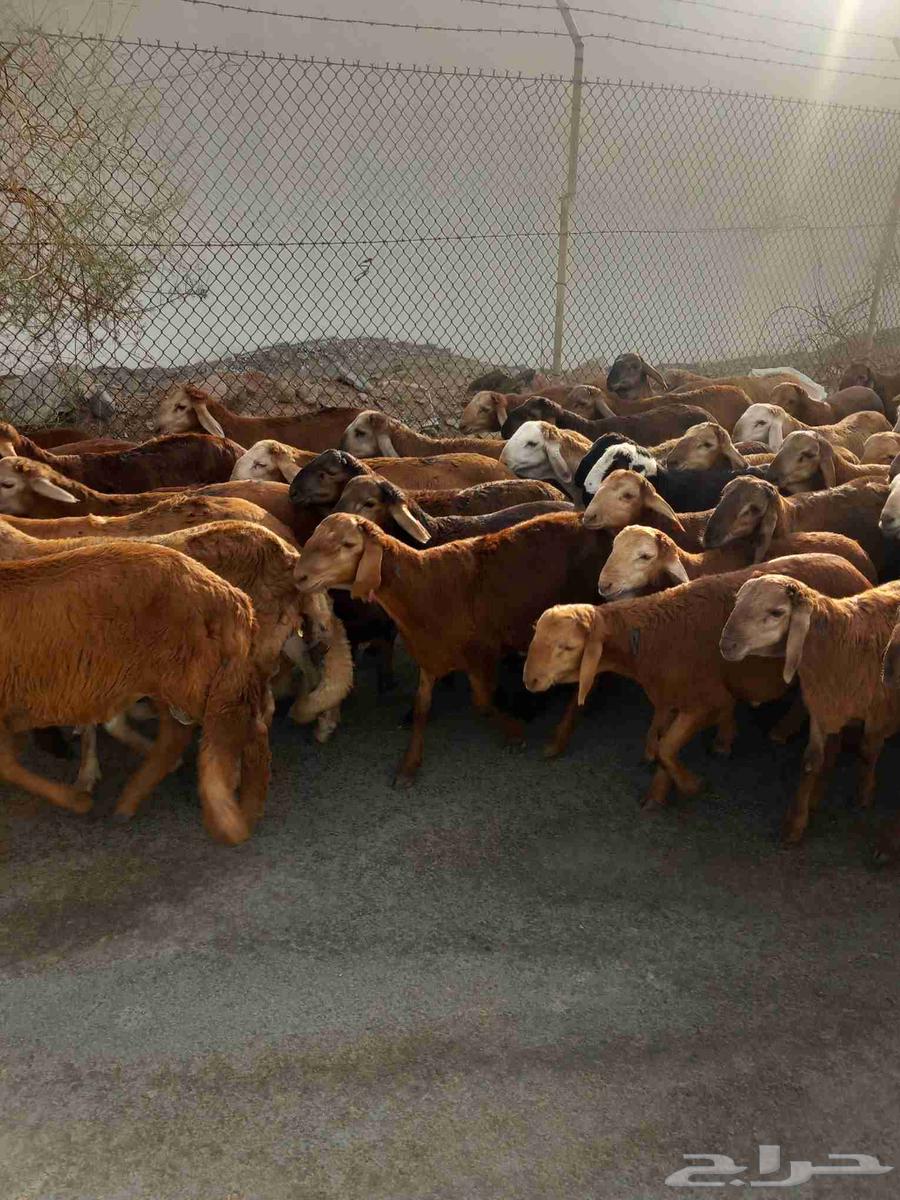 طليان سواكني حمري64406235016963112