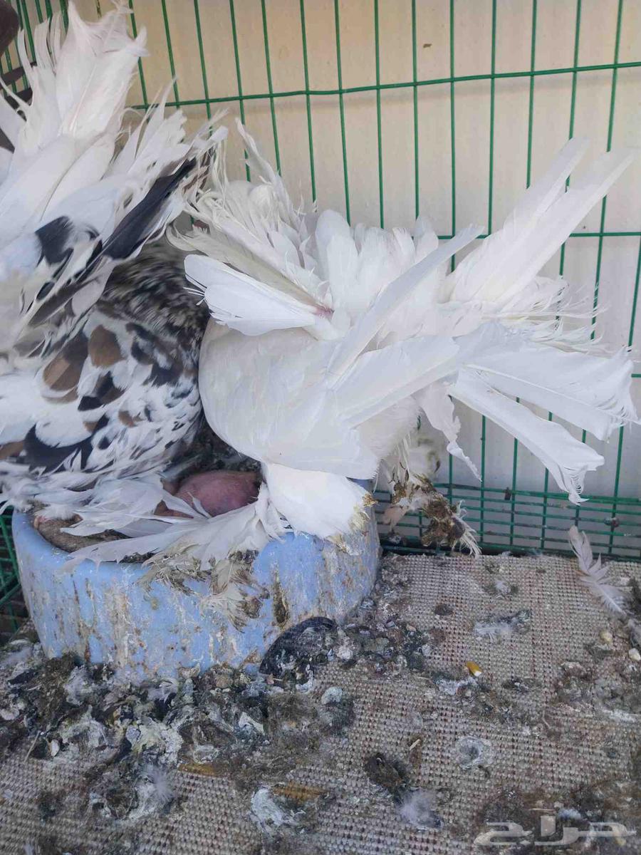 حمام رقاص أمريكي وهندي64409837936385112