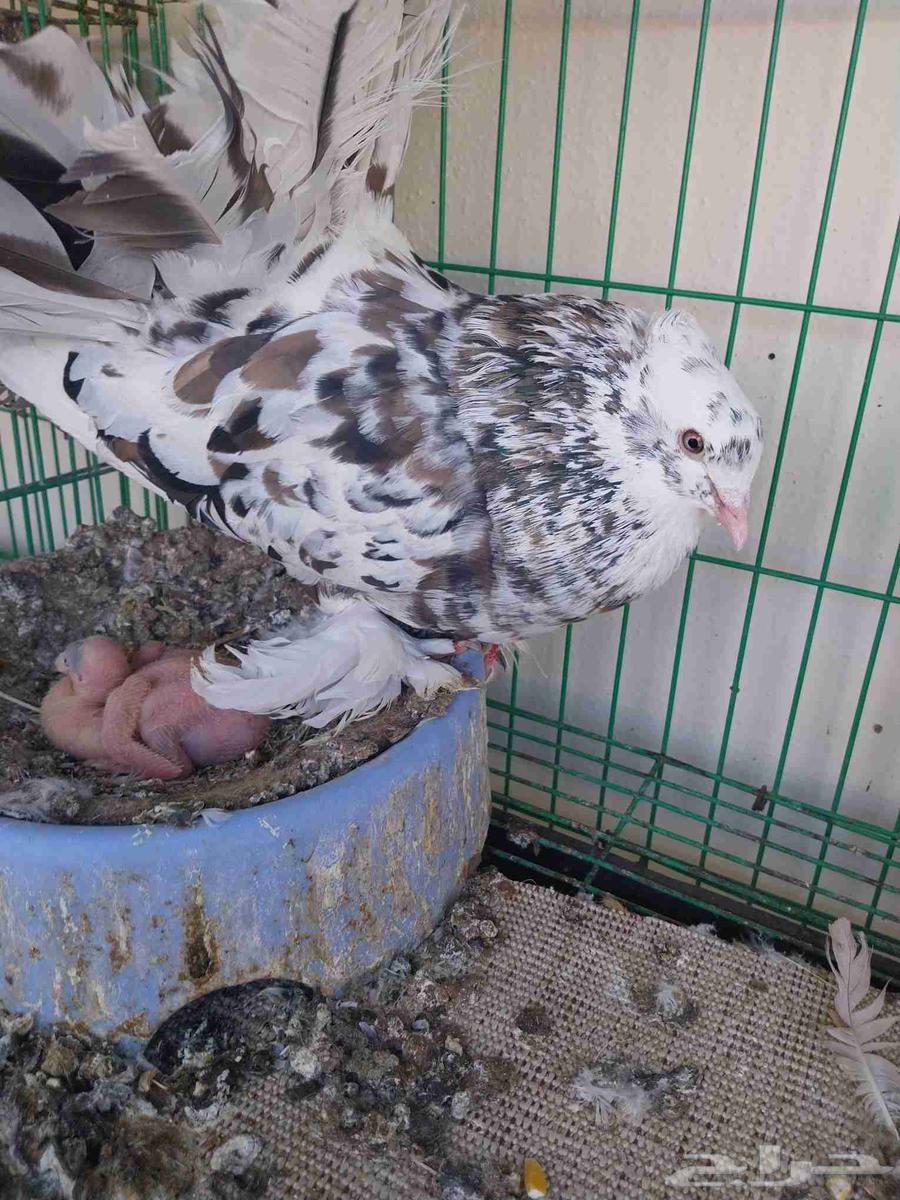 حمام رقاص أمريكي وهندي64409837936385110