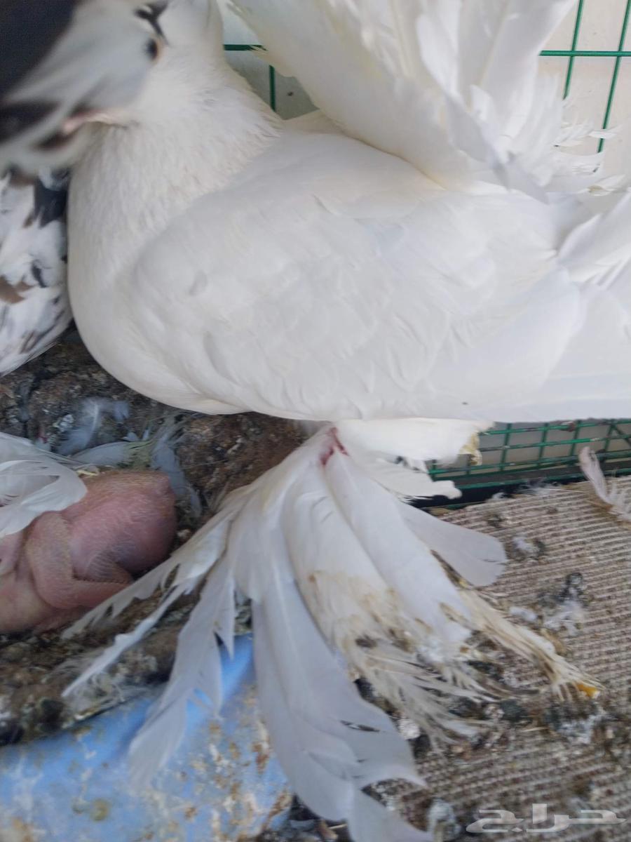 حمام رقاص أمريكي وهندي64409837936385111