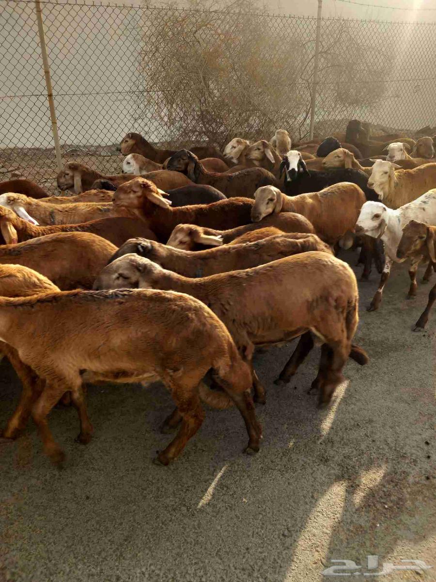 طليان سواكني حمري64406235016963110