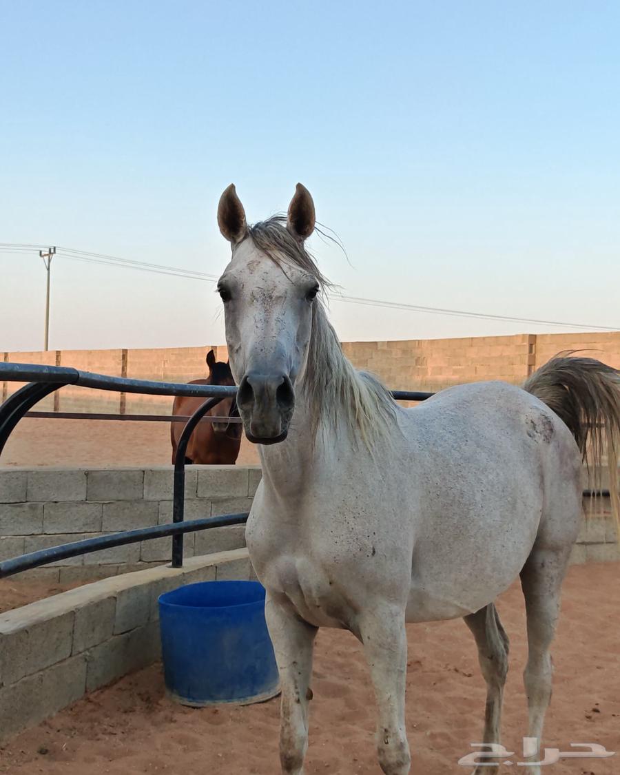 فرس شعبية للبيع64407140271747114