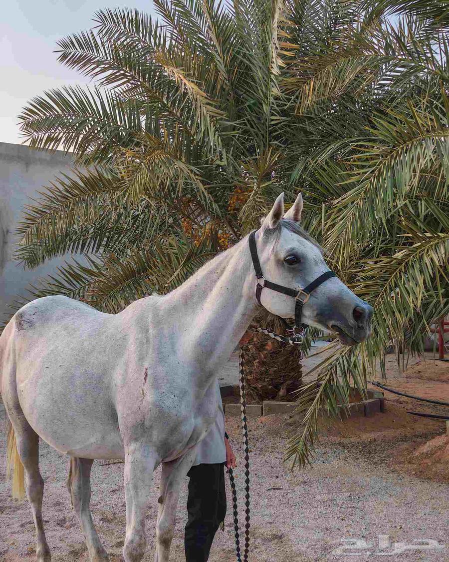 فرس شعبية للبيع64407140271747111