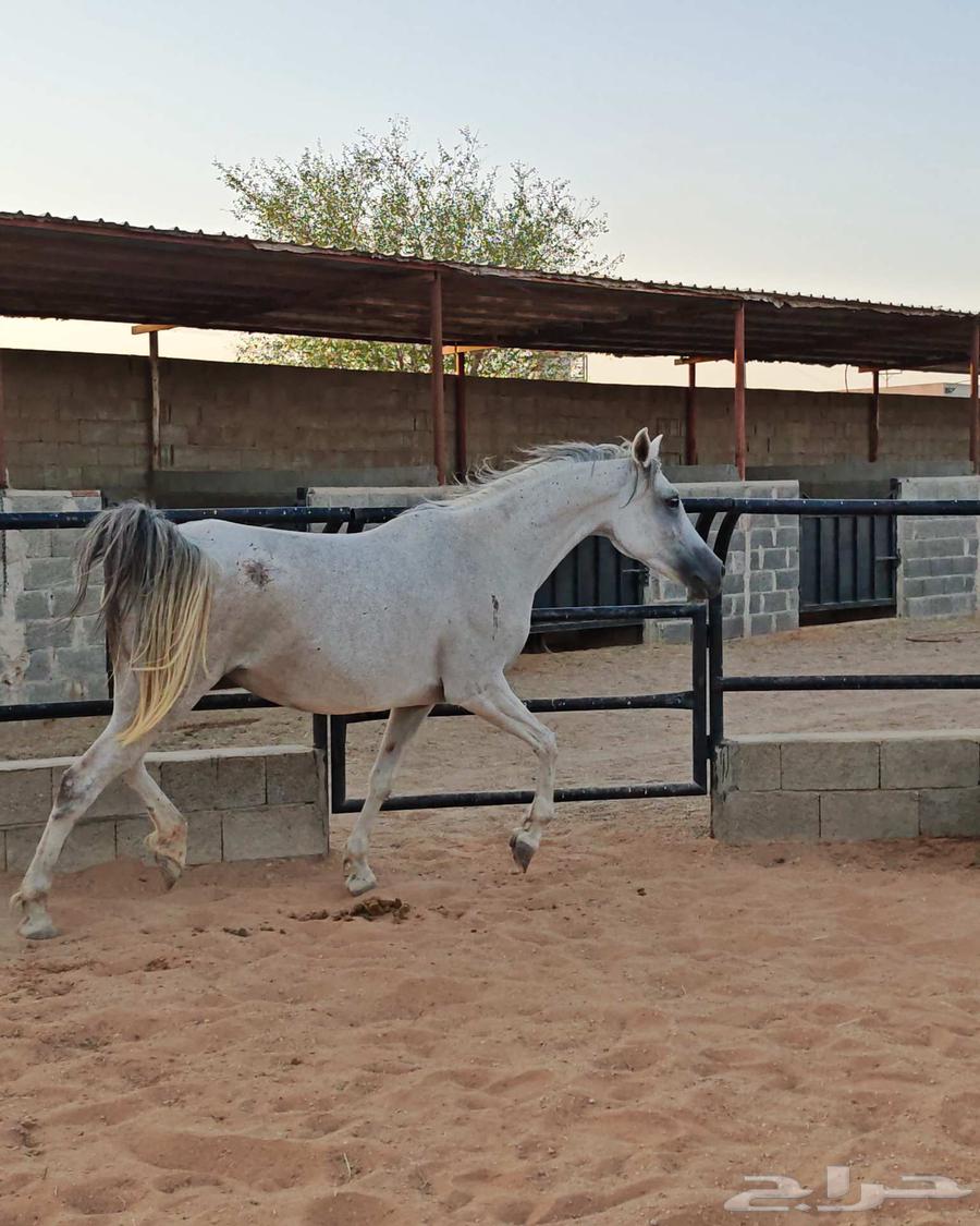 فرس شعبية للبيع64407140271747112