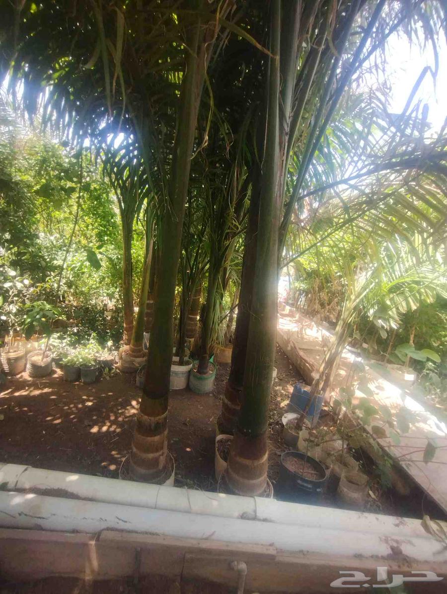 Selling a royal palm tree, wooden bead for only 1000 SAR64410987994369112