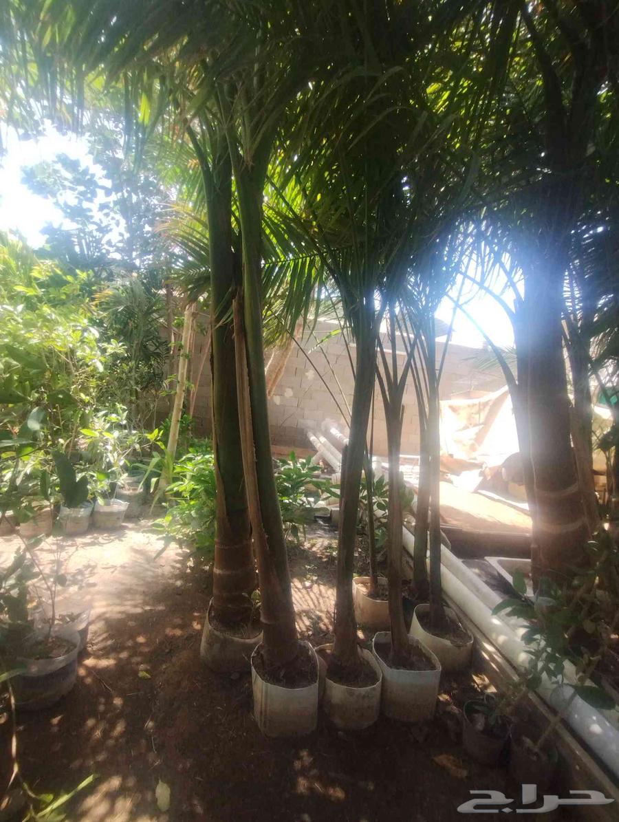 Selling a royal palm tree, wooden bead for only 1000 SAR64410987994369111