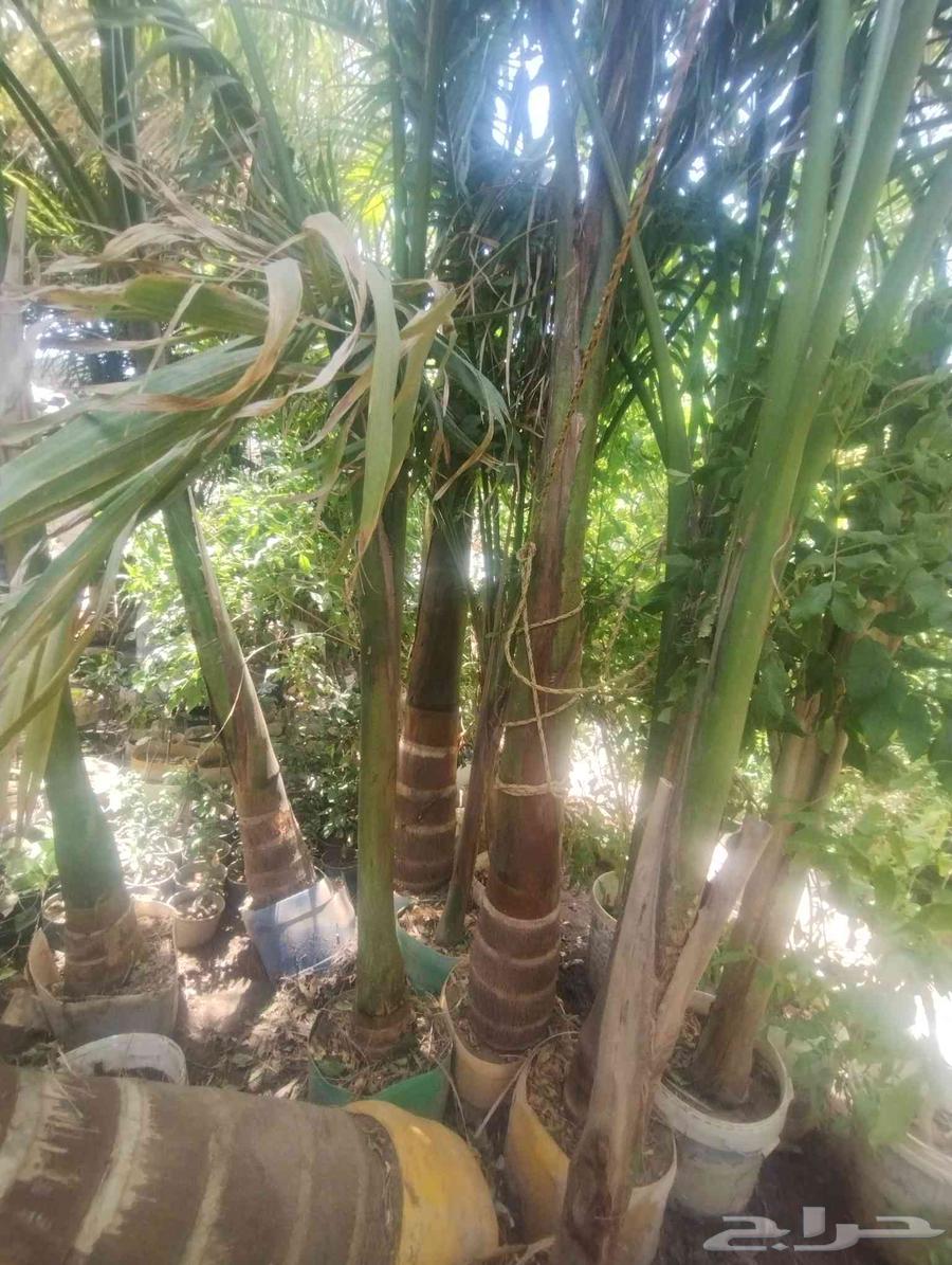 Selling a royal palm tree, wooden bead for only 1000 SAR64410987994369110
