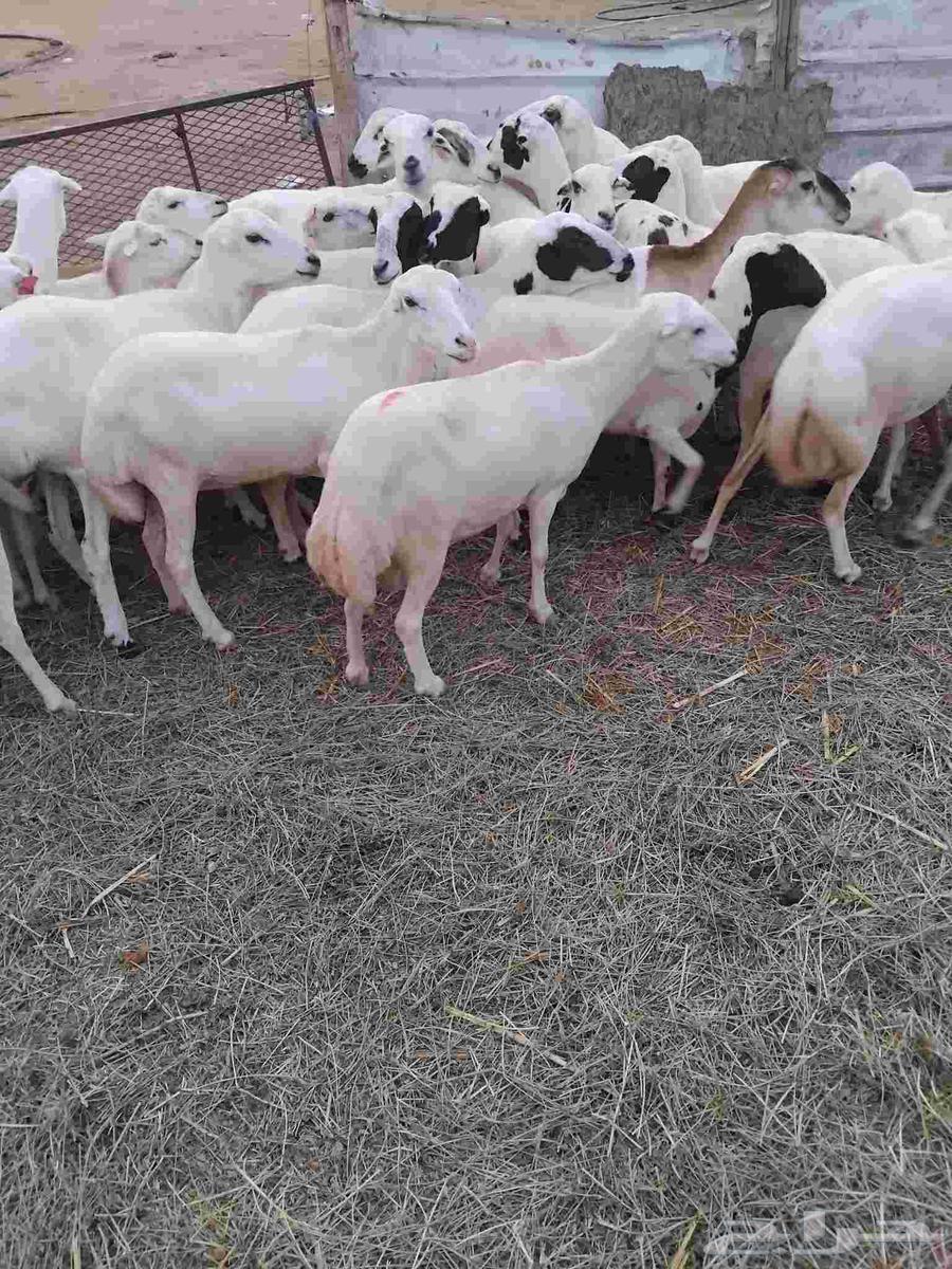 يوجد لدينا ضان رفيديات للبيع العدد 100راس منتجات منها 50راس64406499951873111