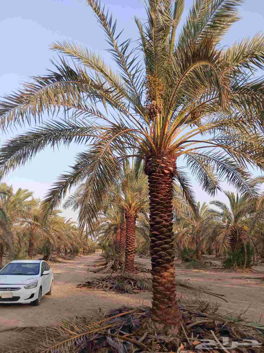 نخل نقايل للبيع64411148983683110