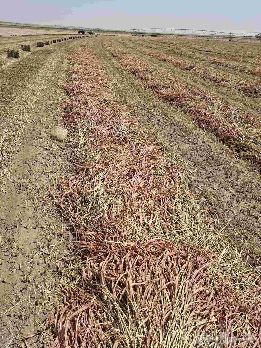 زره جىزانى موقه ساجر عنز64408202602497110