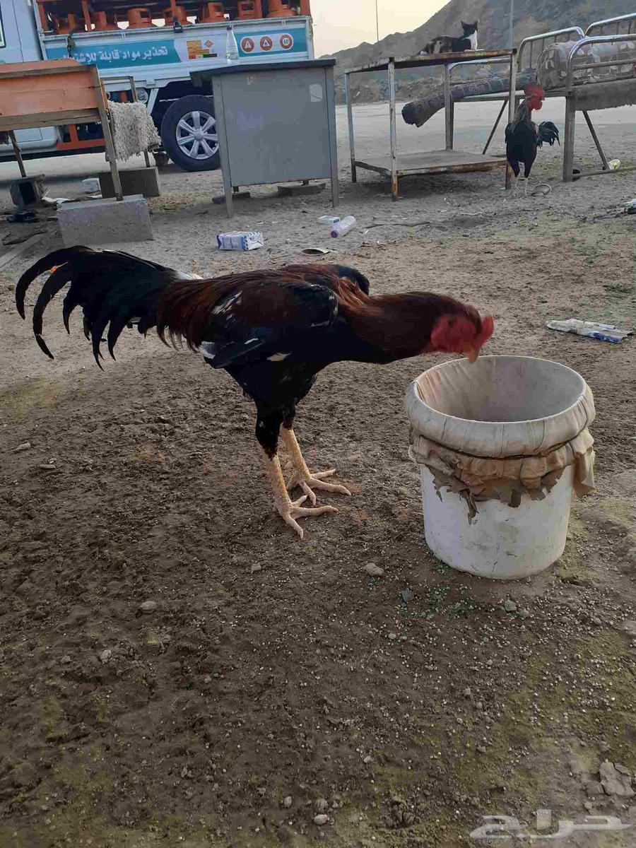 ديك سندي64406779211907111