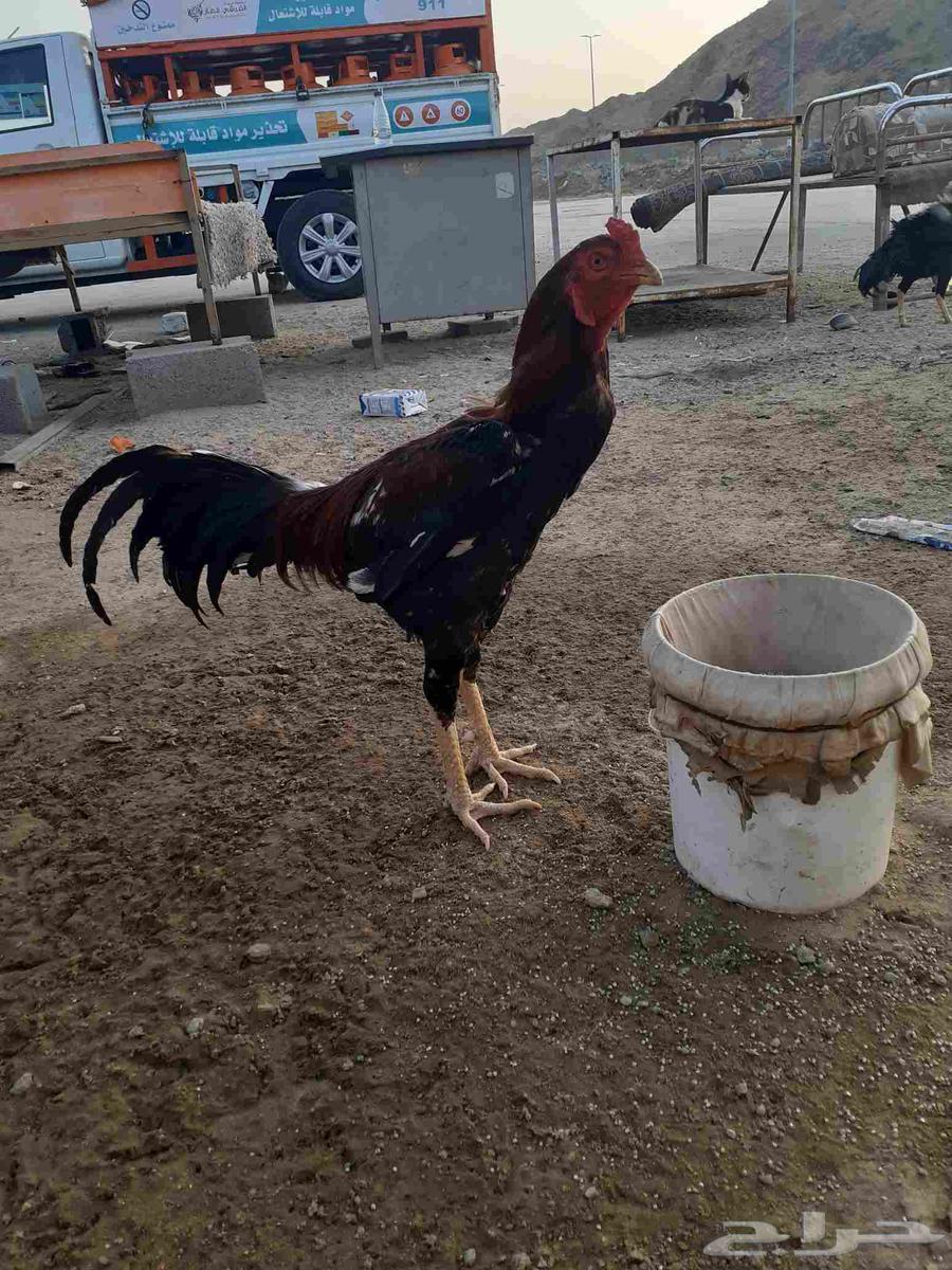 ديك سندي64406779211907110