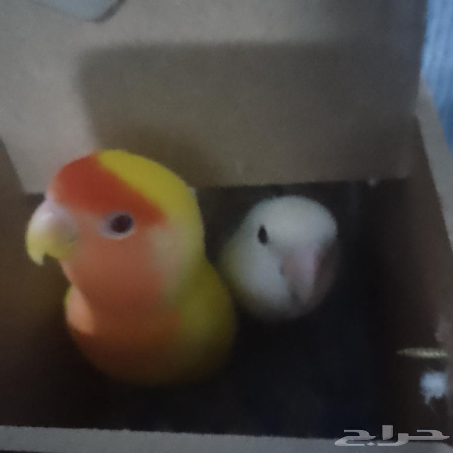 جوز روز منتج64408496920962112