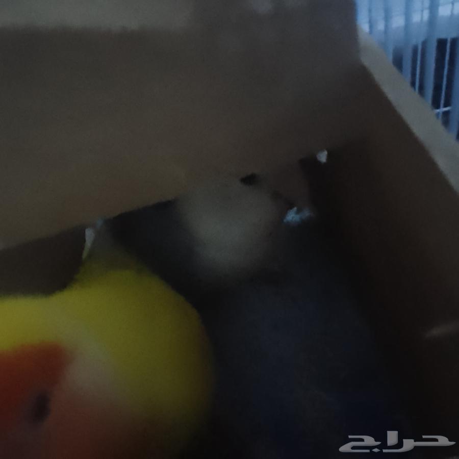 جوز روز منتج64408496920962113