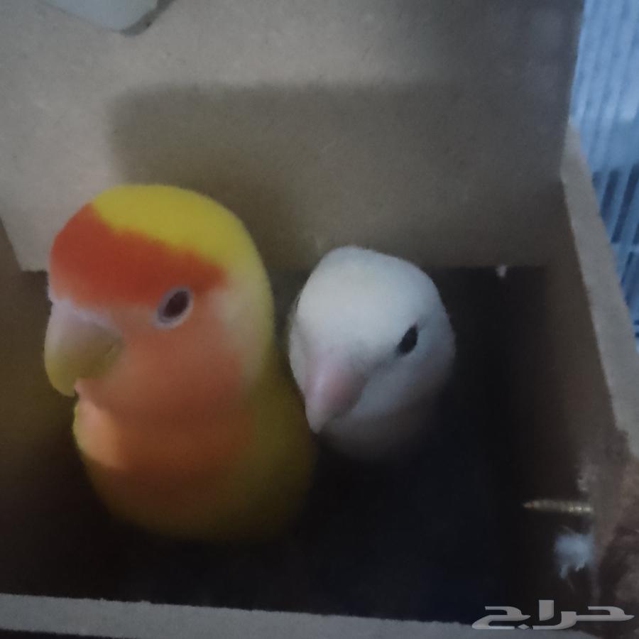 جوز روز منتج64408496920962110