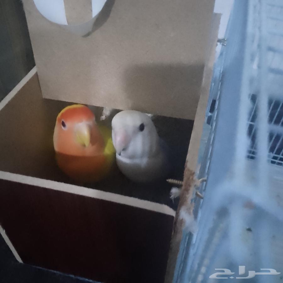 جوز روز منتج64408496920962111