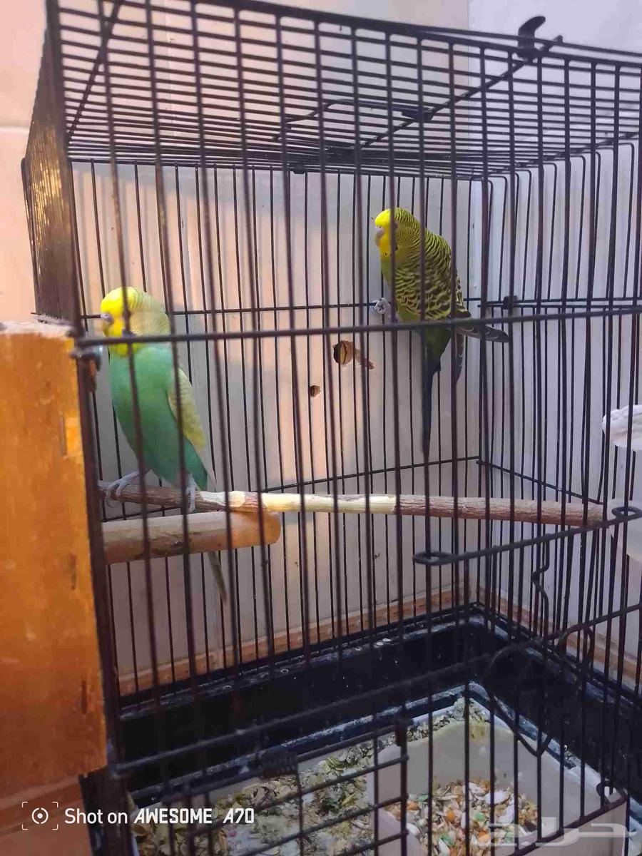 جوز بادجي منتج64412130094083111