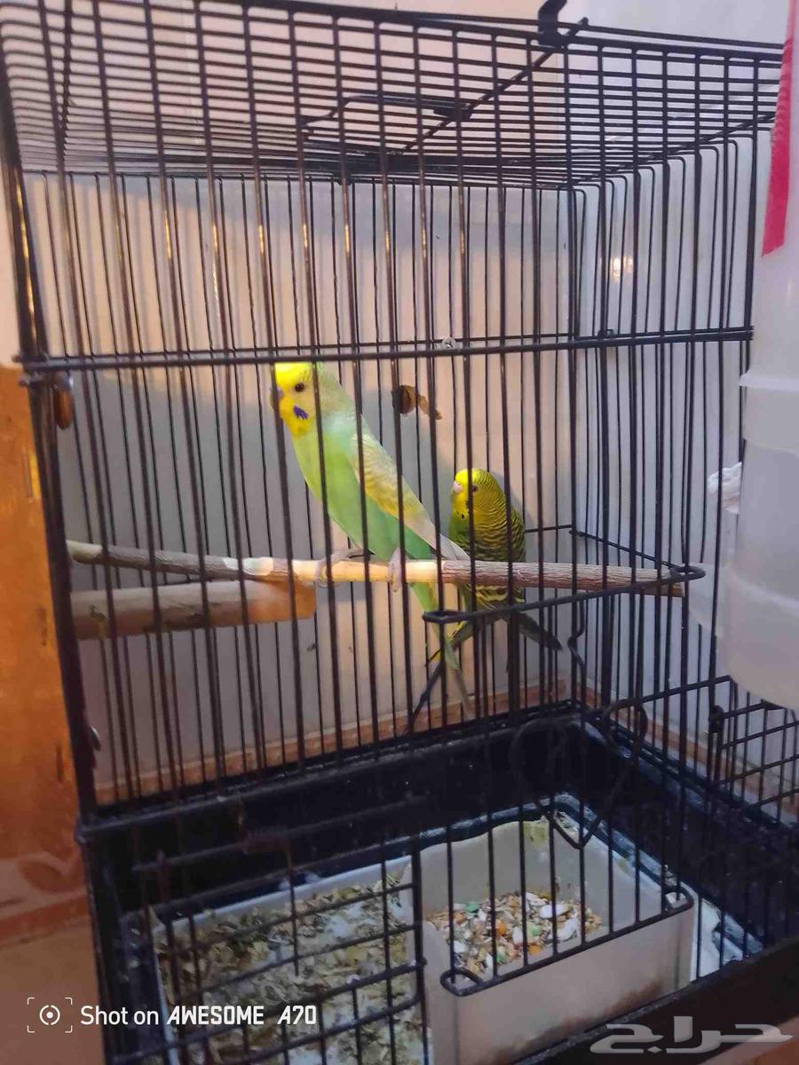 جوز بادجي منتج64412130094083112