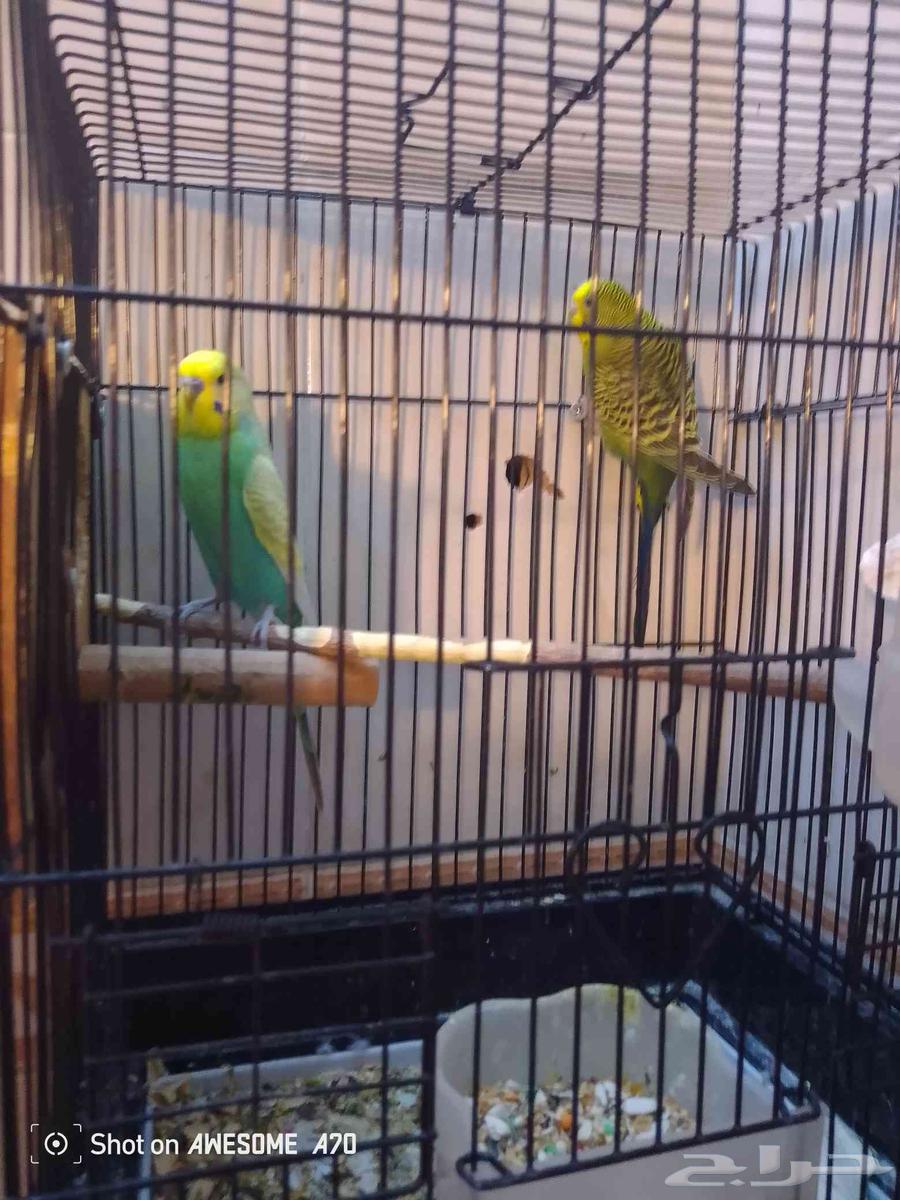 جوز بادجي منتج64412130094083110