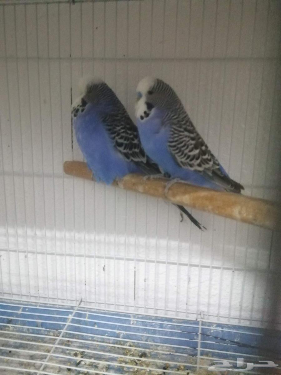 السلام عليكم ورحمة الله وبركاته64405582954753110