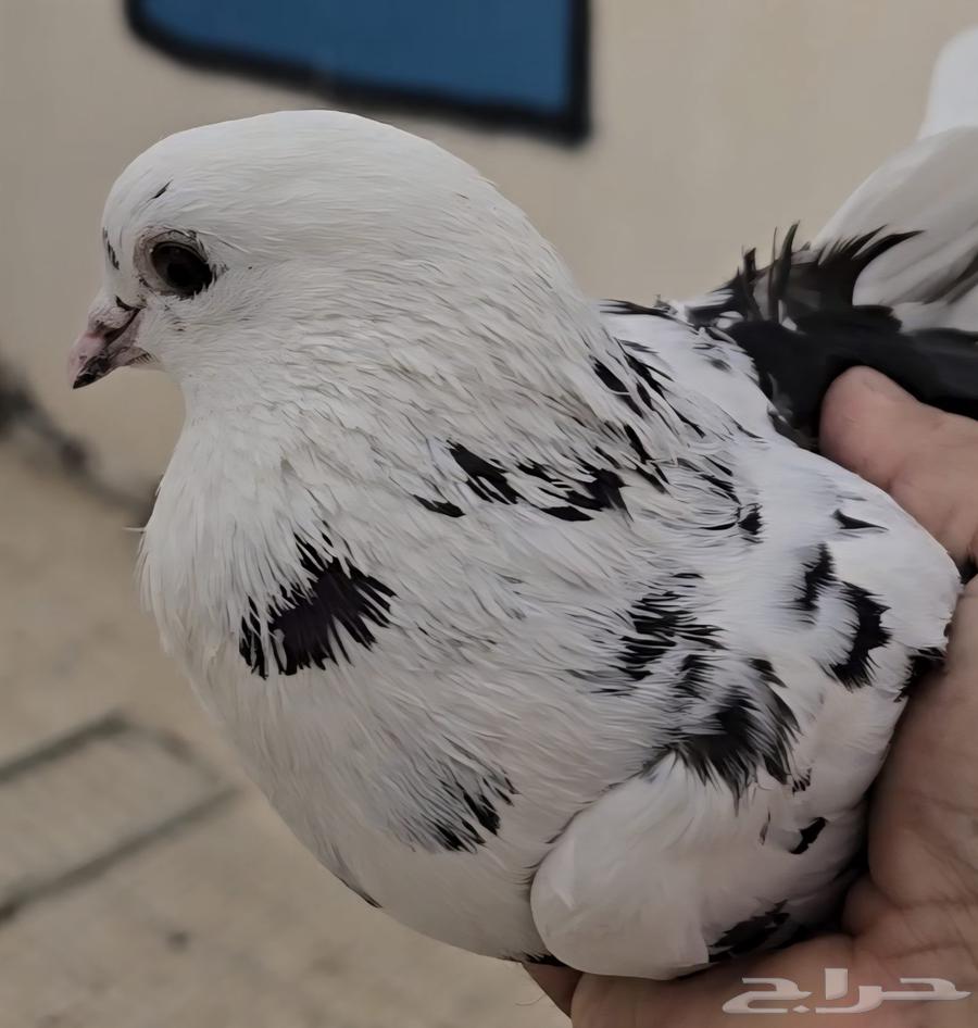 للبيع ذكر مخبز قطيفي64410853780097110