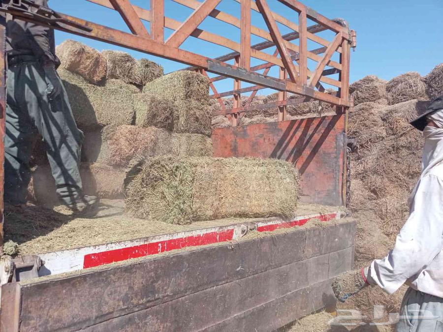 برسيم صافي ممطور64407112677249113