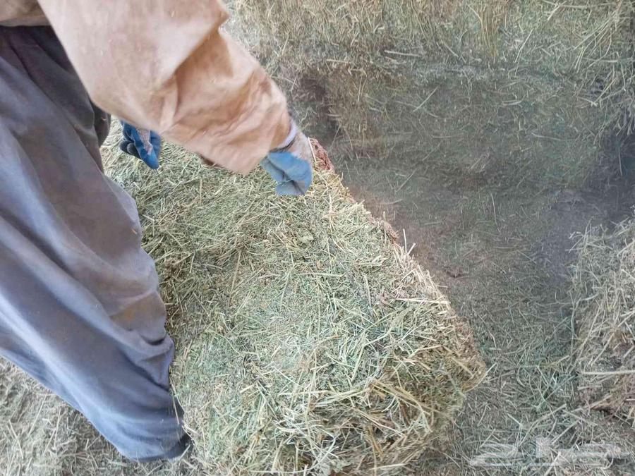 برسيم صافي ممطور64407112677249114