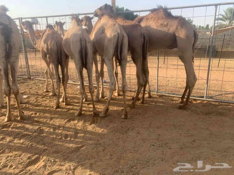 عرض خاص لتجار المواشي قعدان صومالي بالجملة64410260768897110
