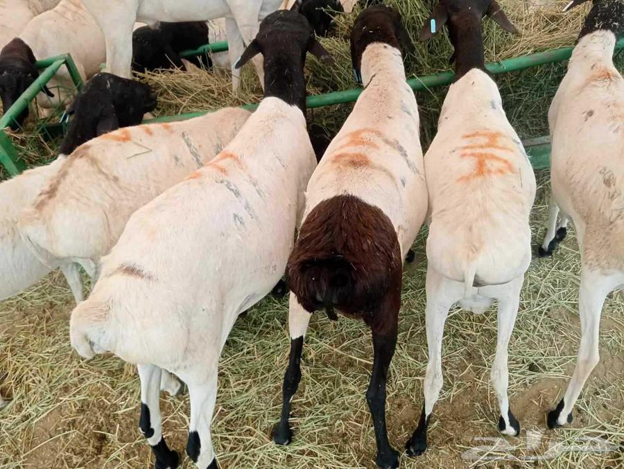 طليان بربري وتيوس صومالي السعر 50064407741423105111