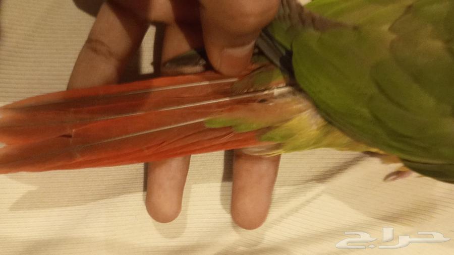 Junior Squab Double Red Face Pigeon, Tame, With External Threat ((Sold))64411162543490112