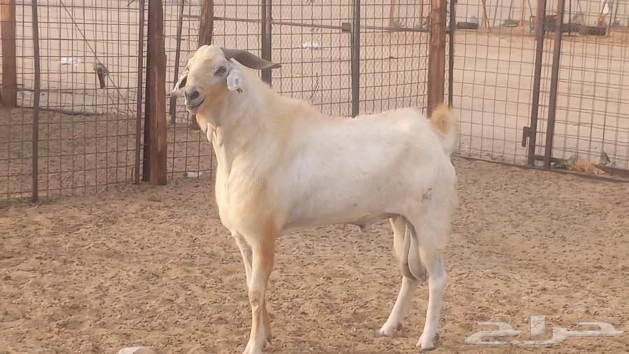 تيس فحل بيشي صنف فاخر ارتفاع ومد64411041443203112