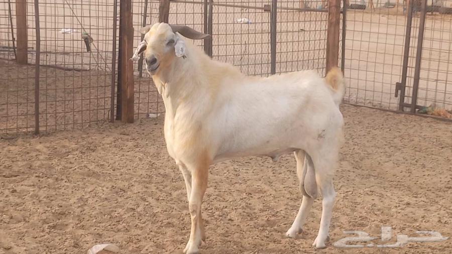 تيس فحل بيشي صنف فاخر ارتفاع ومد64411041443203111