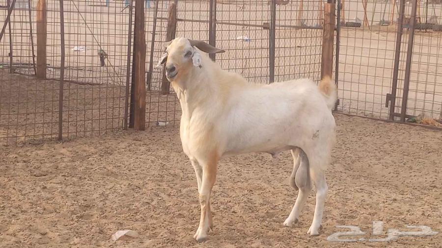 تيس فحل بيشي صنف فاخر ارتفاع ومد64411041443203110