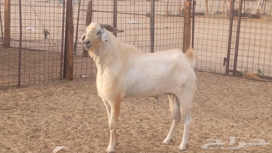 تيس فحل بيشي صنف فاخر ارتفاع ومد64411041443203114