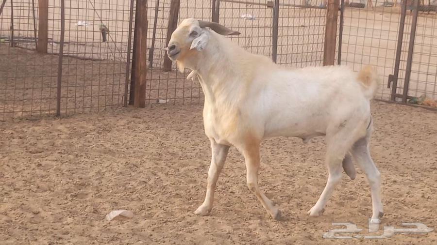 تيس فحل بيشي صنف فاخر ارتفاع ومد64411041443203113