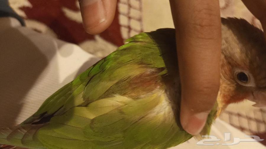 Junior Squab Double Red Face Pigeon, Tame, With External Threat ((Sold))64411162543490111